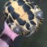 鳖