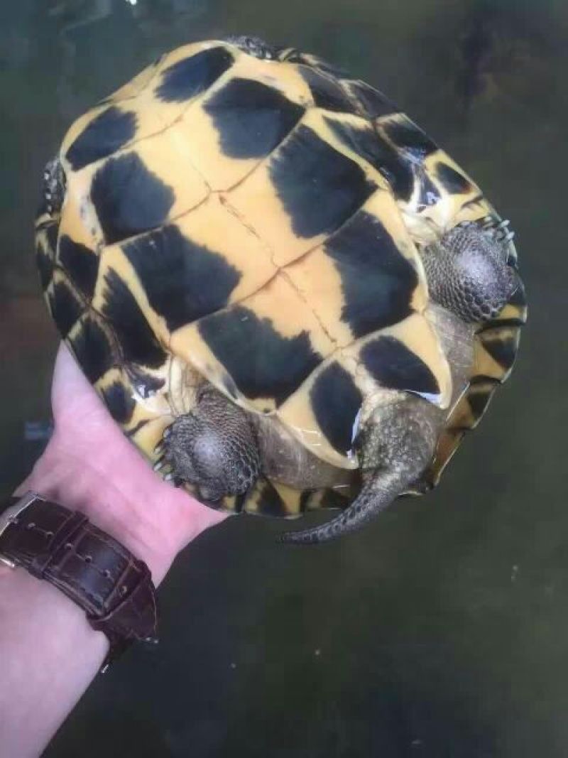 鳖