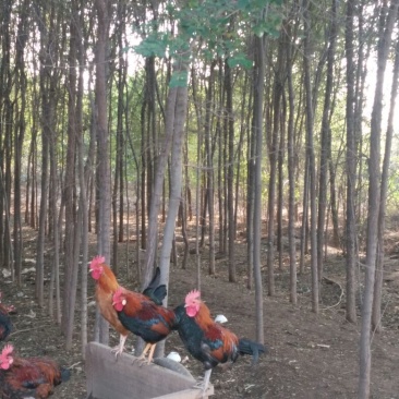 小叶榆树6~8cm8~10cm3.5~4m