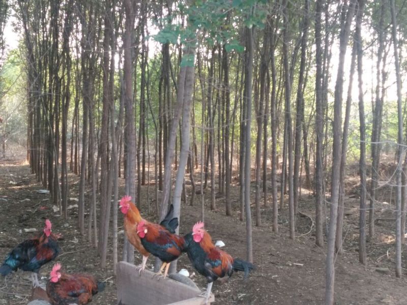 小叶榆树6~8cm8~10cm3.5~4m