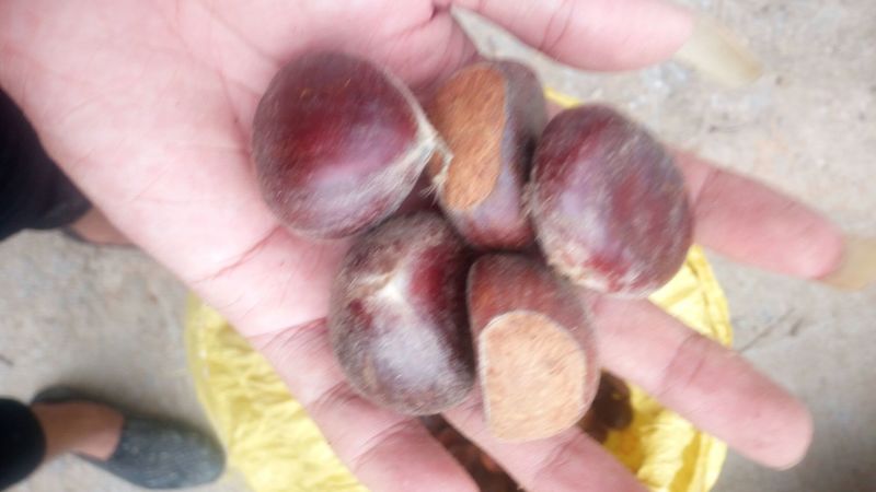 野生板栗炒栗种中栗