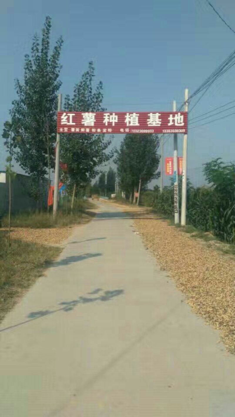 红薯淀粉散装