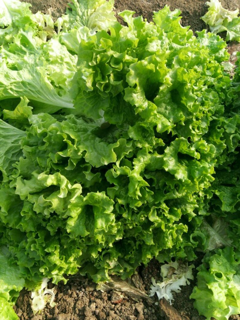 山东寿光精品生菜，大量上市，质量保证，货发全国，商超品