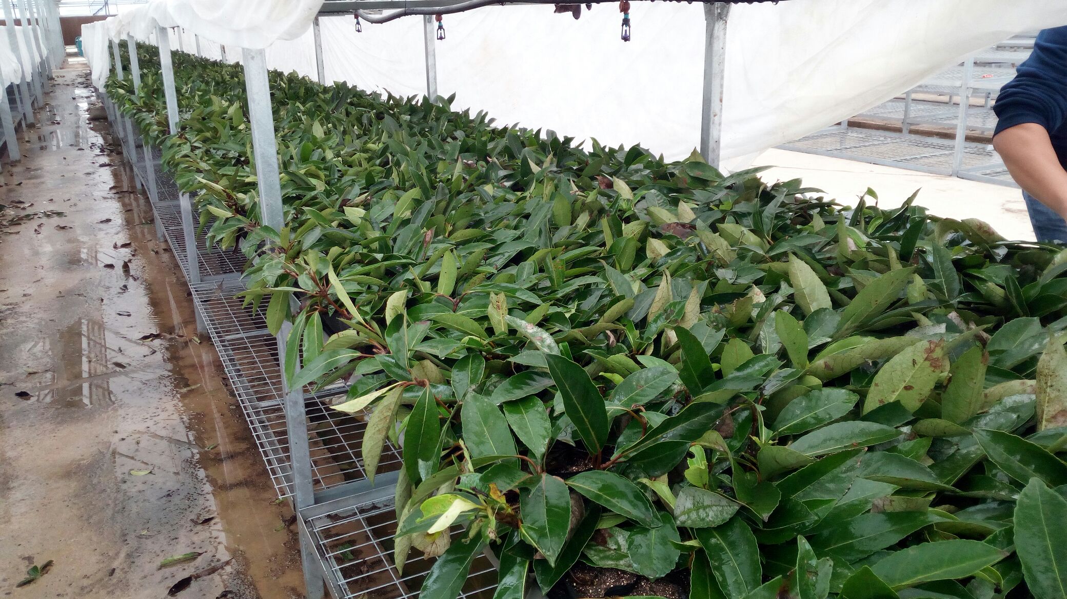 大棚种植蒿子杆