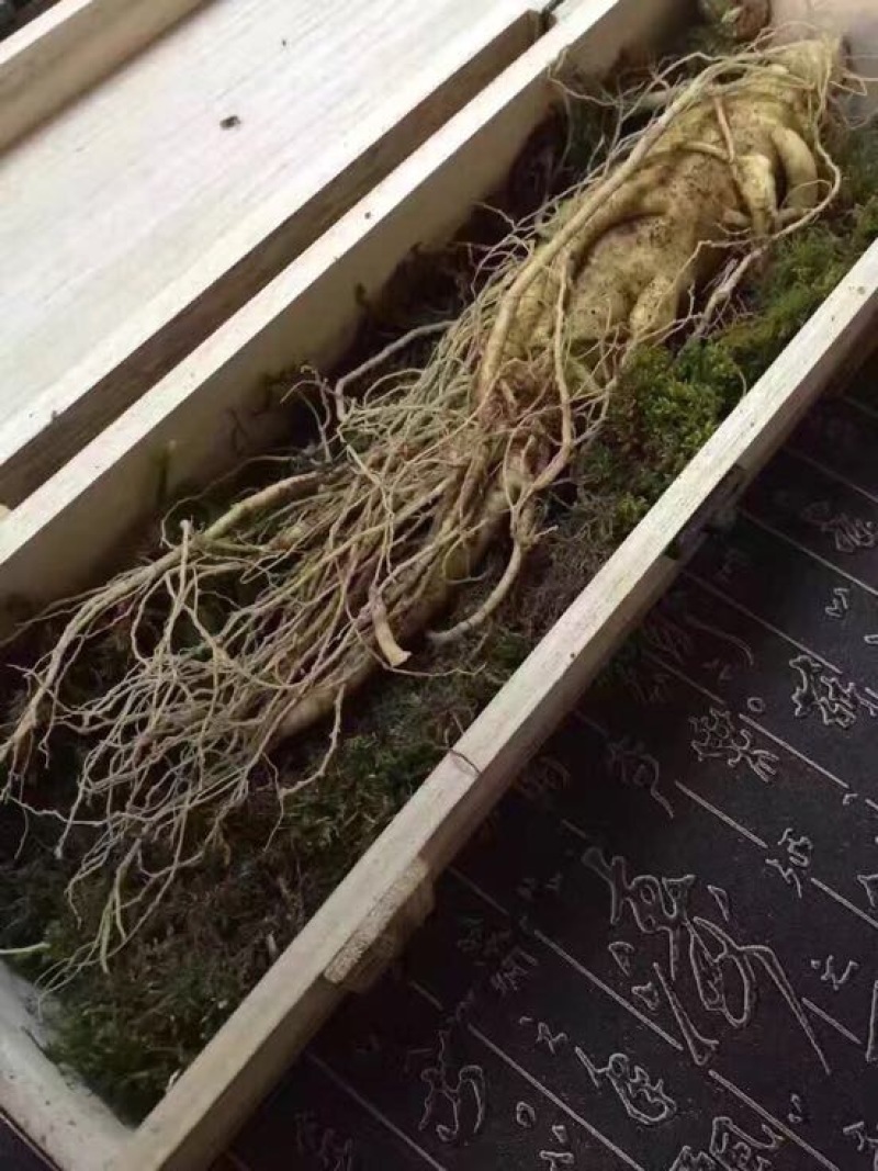 人参
