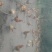 土鸡6月以下