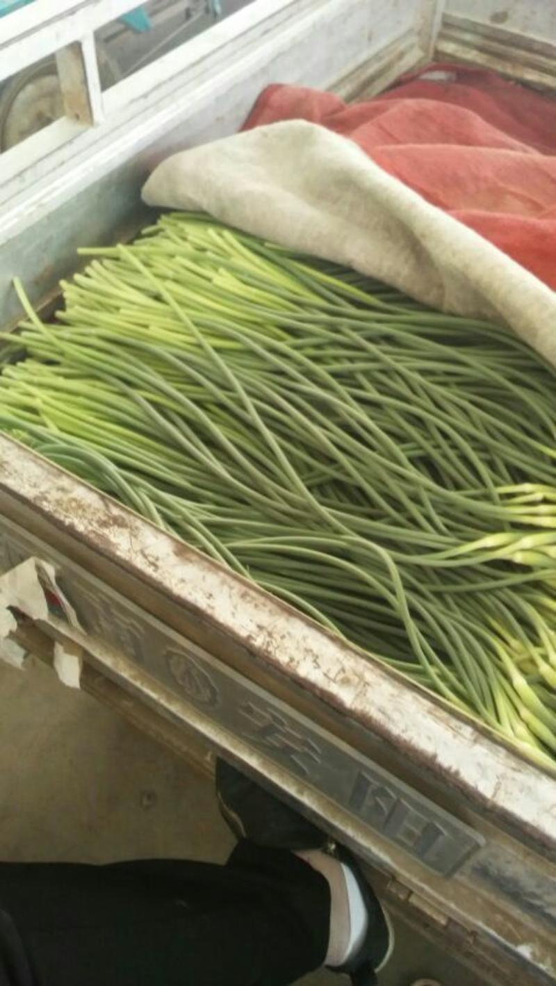 蒜薹40~50厘米河北邯郸，白帽蒜苔，新货，冷库货，都
