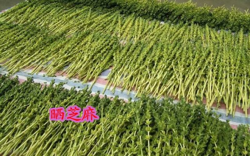 黑芝麻1