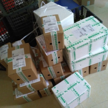 红薯黄心，中果，红皮