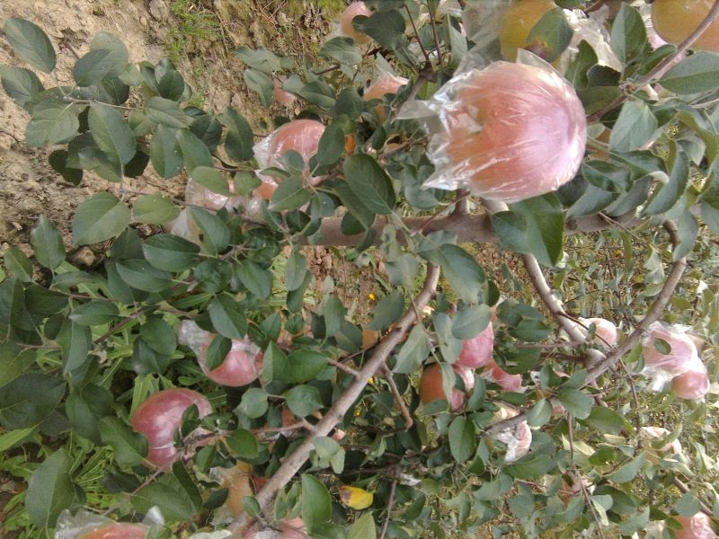 红富士苹果75mm以上膜袋