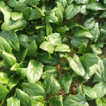 大叶菠菜25~30厘米