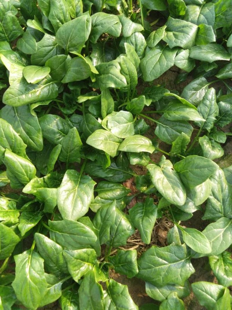 大叶菠菜25~30厘米