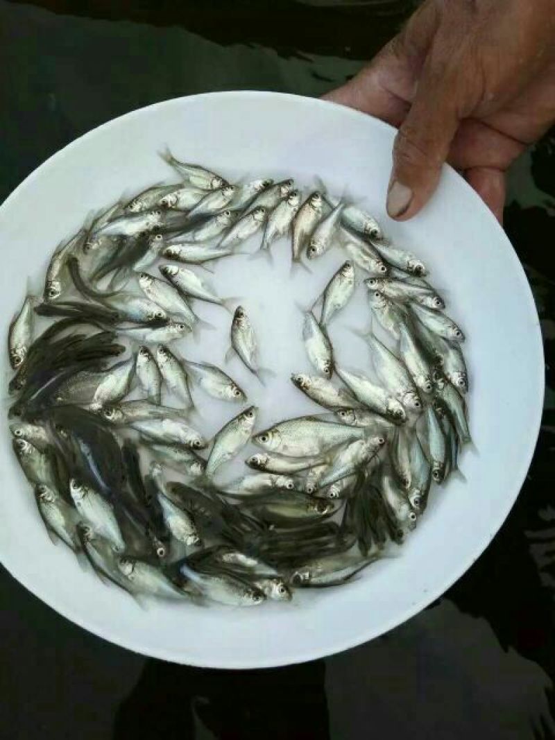 【产地发货】武鲳鳊鱼，团头鲂，三角鲂，沙边，提供技术