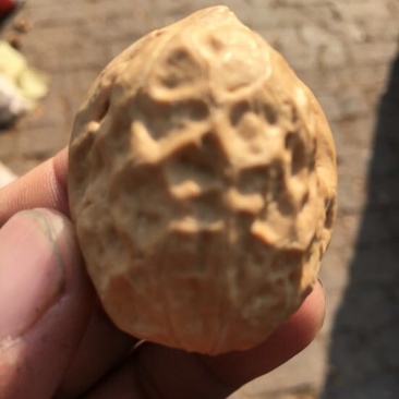 薄皮核桃