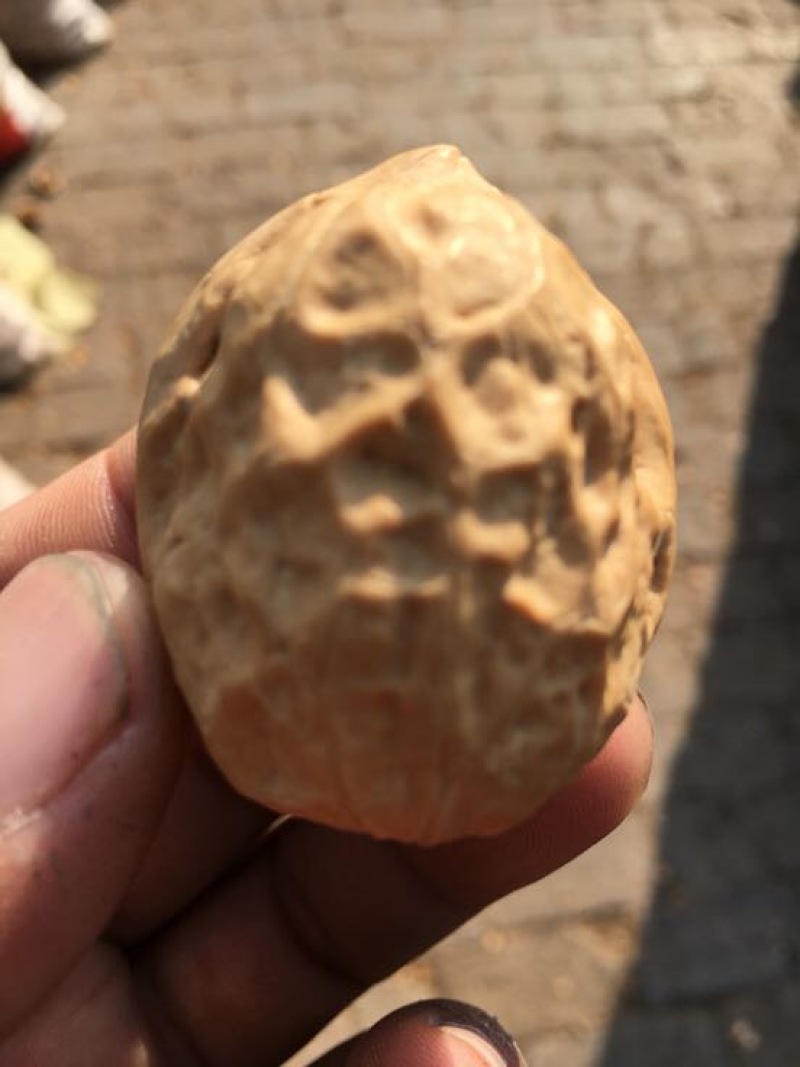 薄皮核桃