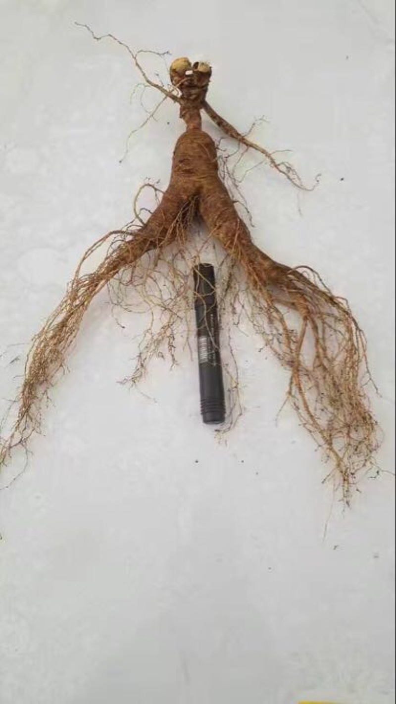 林下参