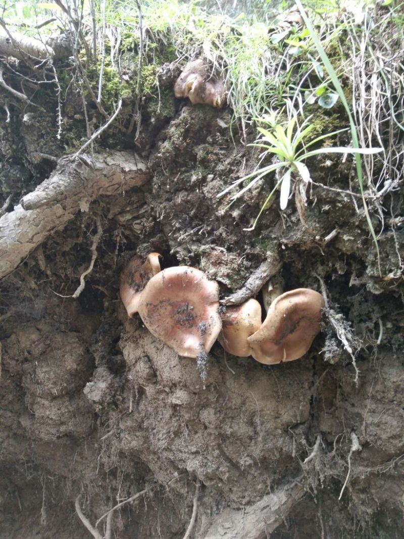 松蘑特级