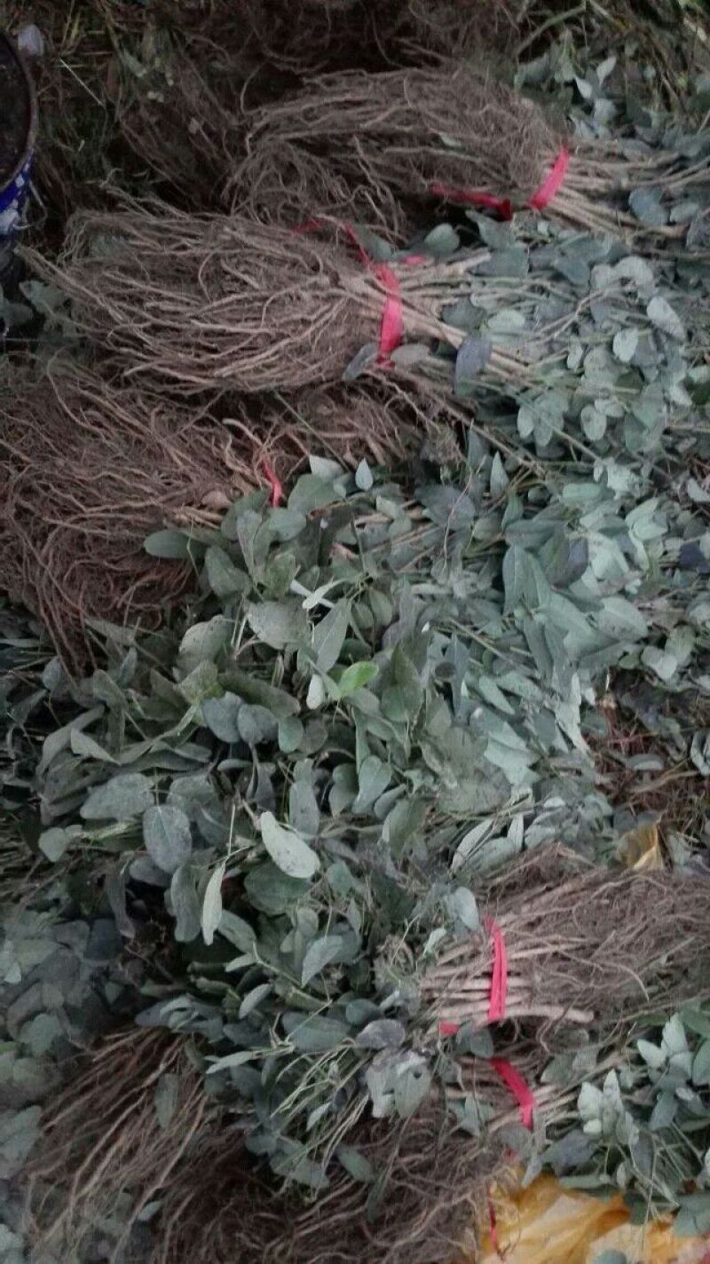 八月瓜苗高产野生八月瓜苗