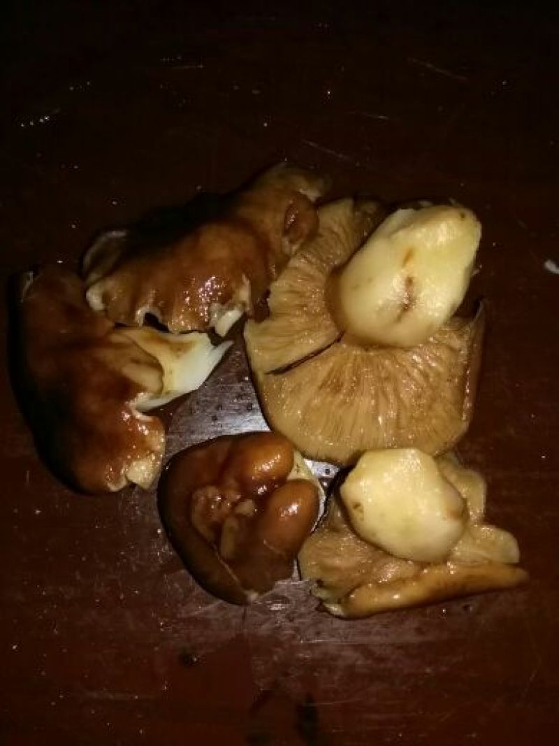 野生菌一级