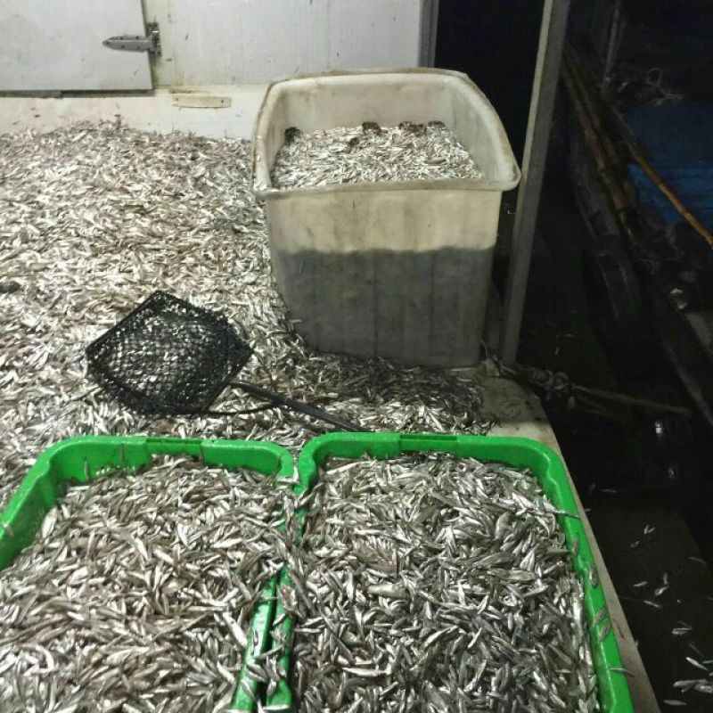 小白鱼