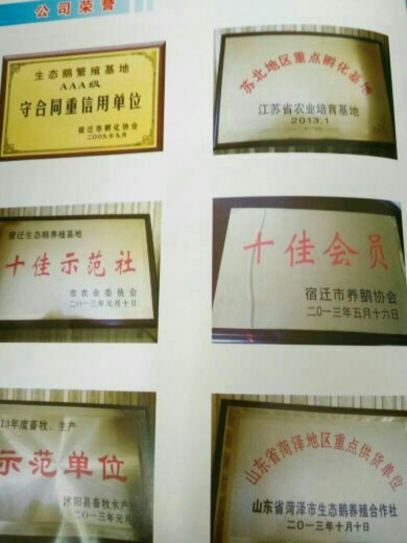 狮头鹅苗250g以下
