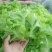 庞瑞亭蔬菜购销公司长年大量供应精品生菜，意大利