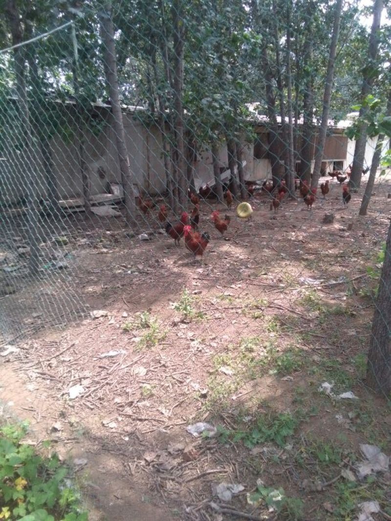 走地鸡散养土鸡2~3斤