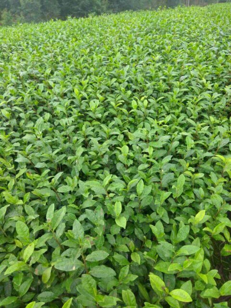 茶树苗