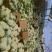 精品有机松花菜白面青梗产地直供质优价廉大量供应
