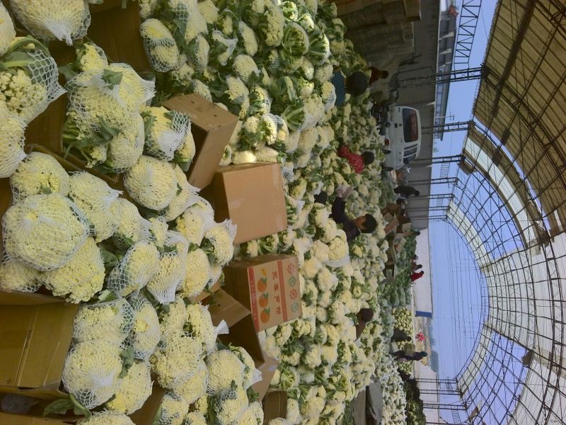 精品有机松花菜白面青梗产地直供质优价廉大量供应