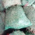 黄花菜种苗10~20cm
