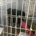 斗鸡苗35~45克脱温苗