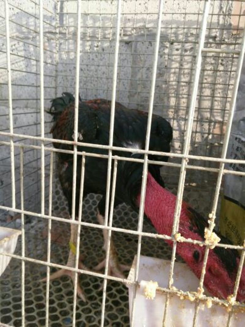 斗鸡苗35~45克脱温苗
