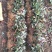 红颜草莓苗10~20cm