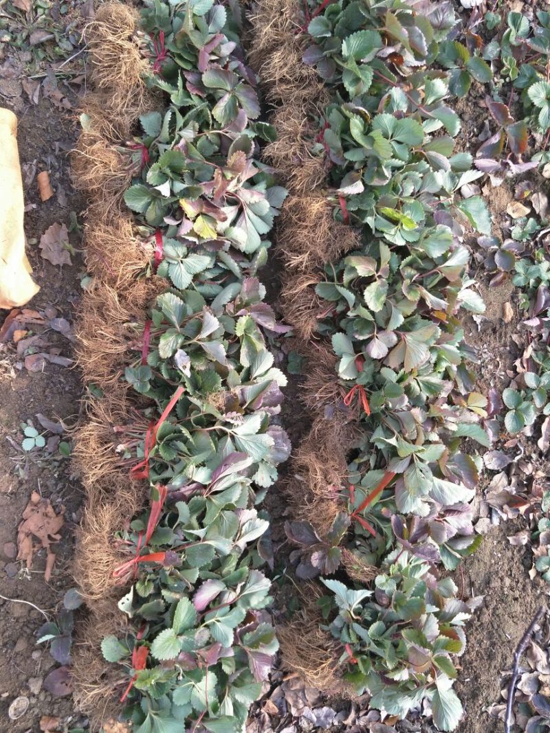 红颜草莓苗10~20cm