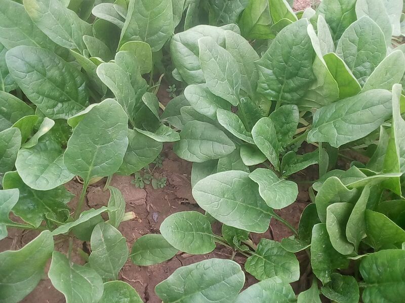 大叶菠菜15~20厘米