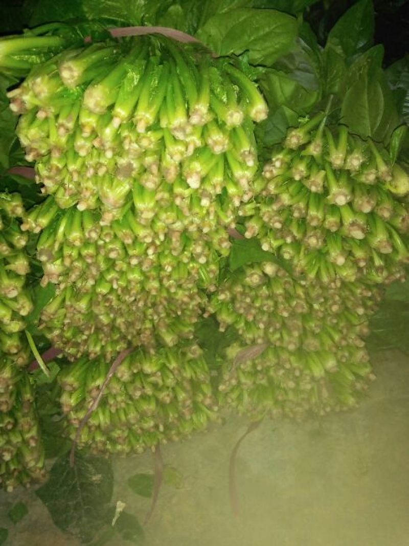 越冬菠菜25~30厘米