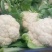 菜花