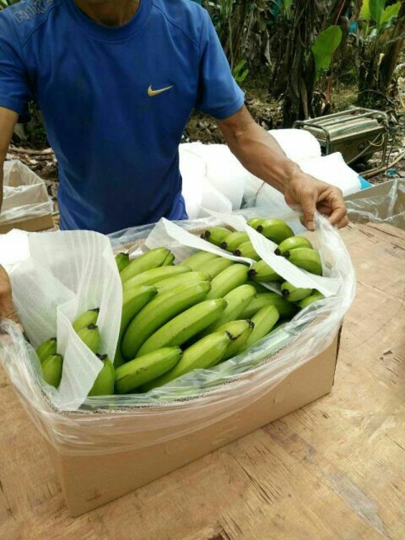 巴西香蕉八成熟