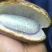 八月瓜100~120g