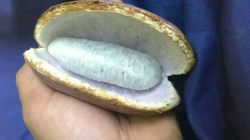 八月瓜100~120g