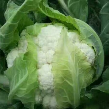 菜花1斤适中乳白