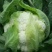 菜花1斤适中乳白
