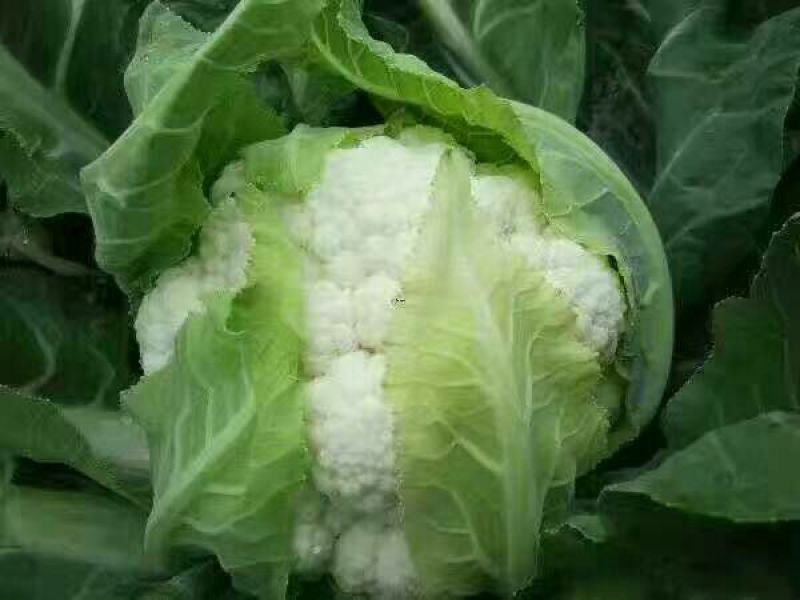 菜花1斤适中乳白