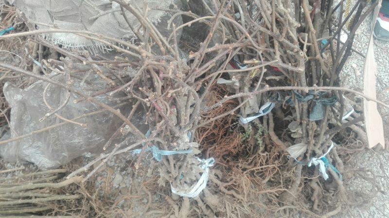 葡萄树