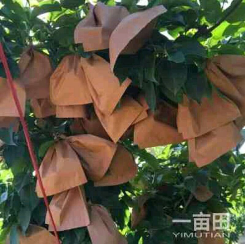 金秋梨250~300g纸袋