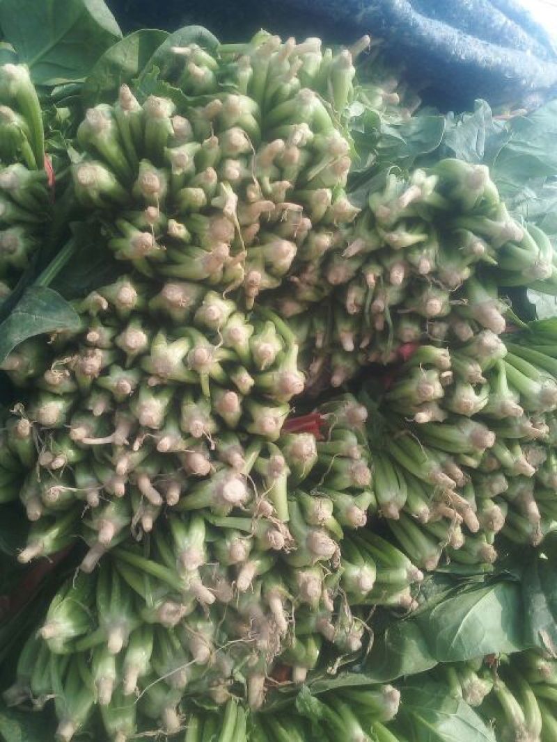黑叶菠菜