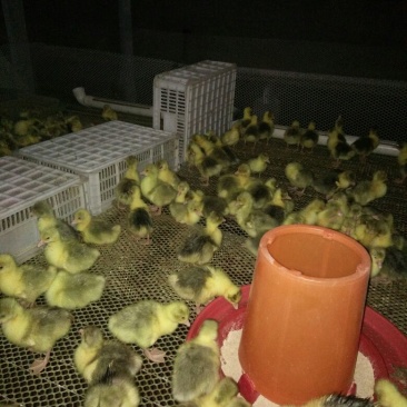皖西白鹅苗250g以下