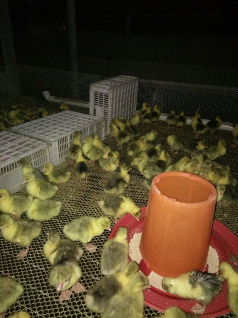 皖西白鹅苗250g以下