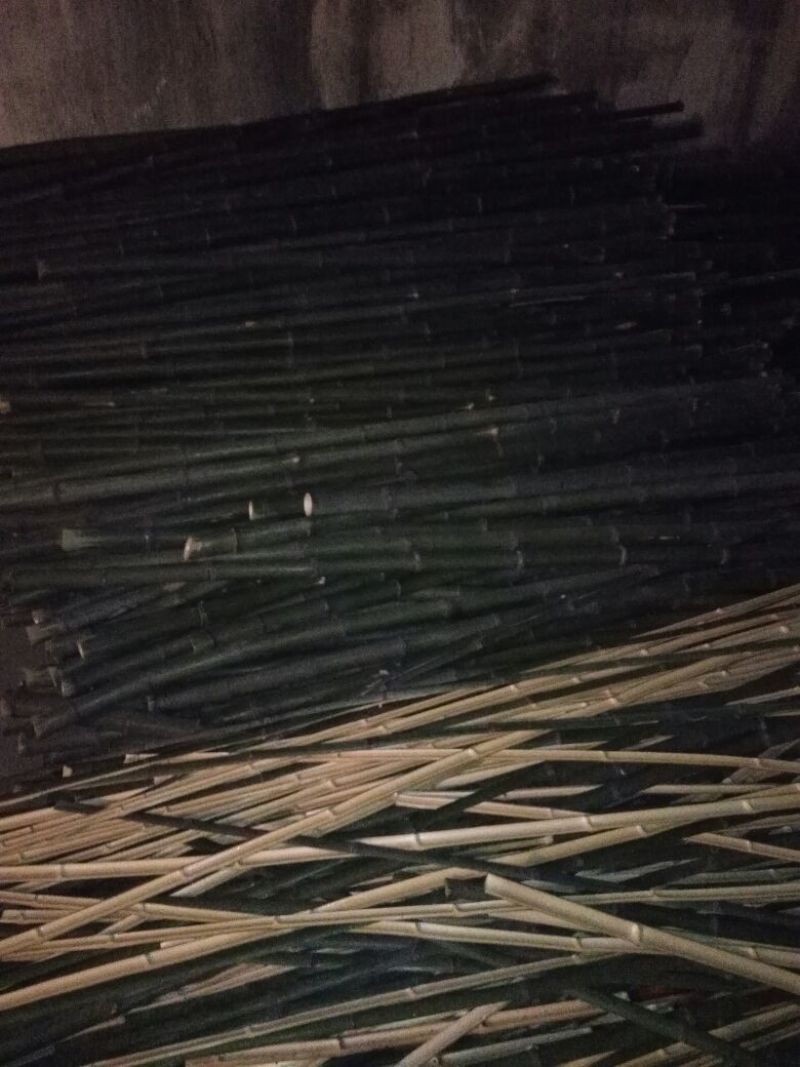 绿竹10~11m
